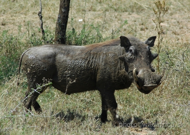 Serengeti Mammals/DSC_0491